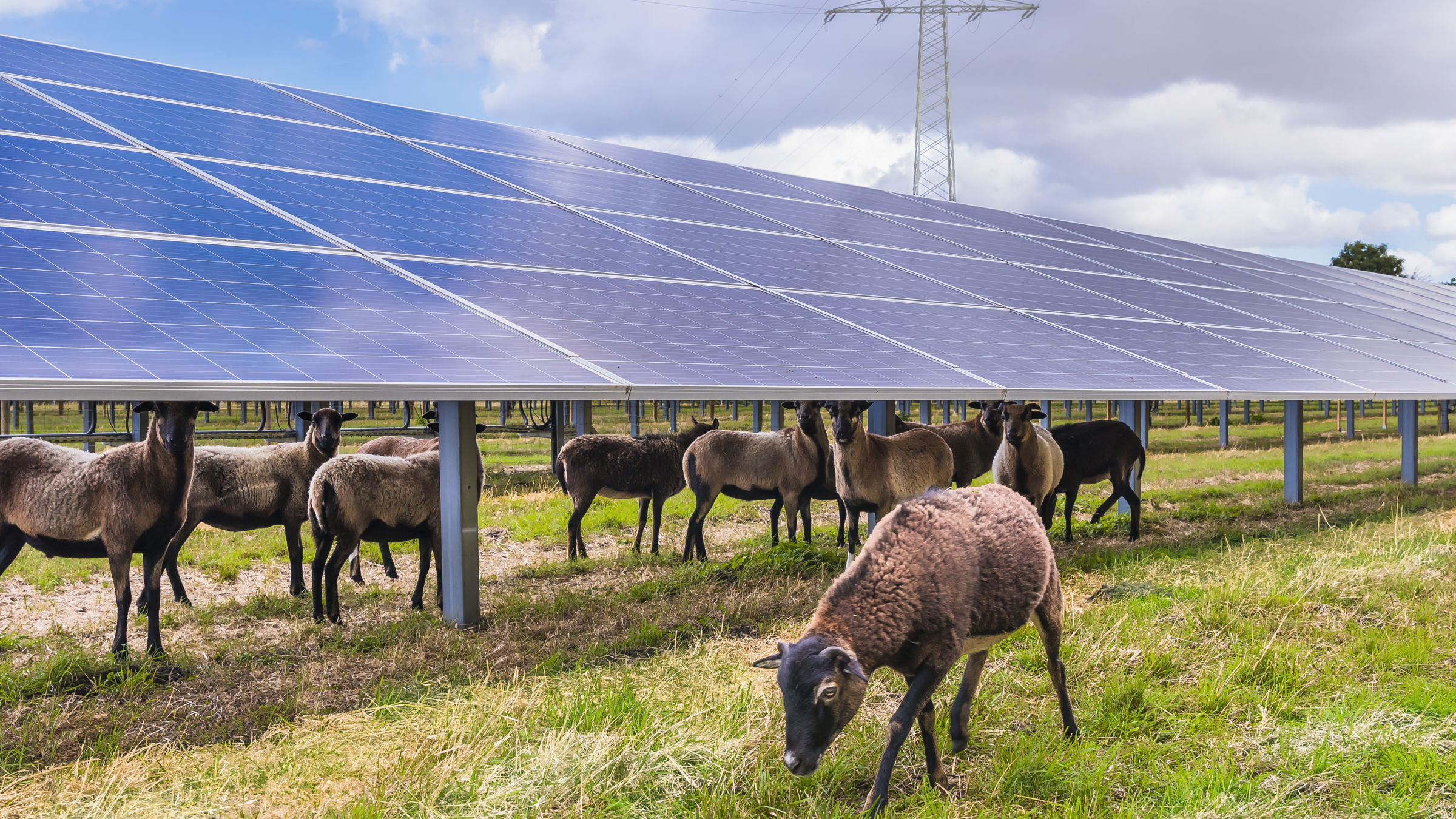 Sheep auf einer Agri-PV Anlage