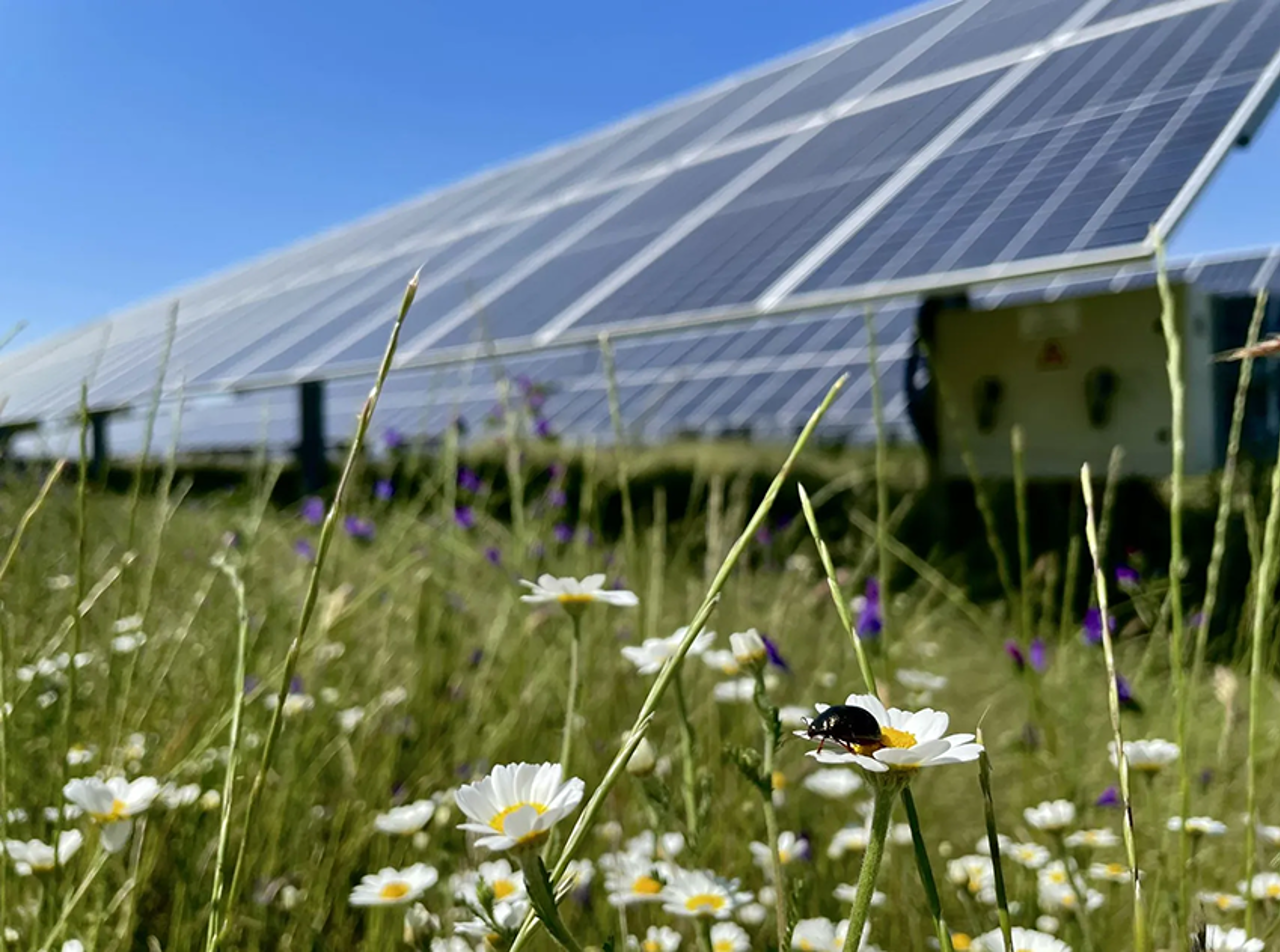 Solarpaneele im Grünen