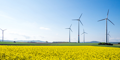 Rapsfeld mit Solaranlagen im Hintergrund