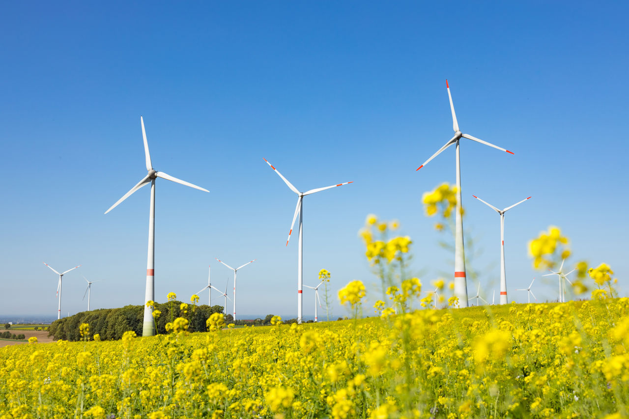 Ein Windpark in einem Rapsfeld